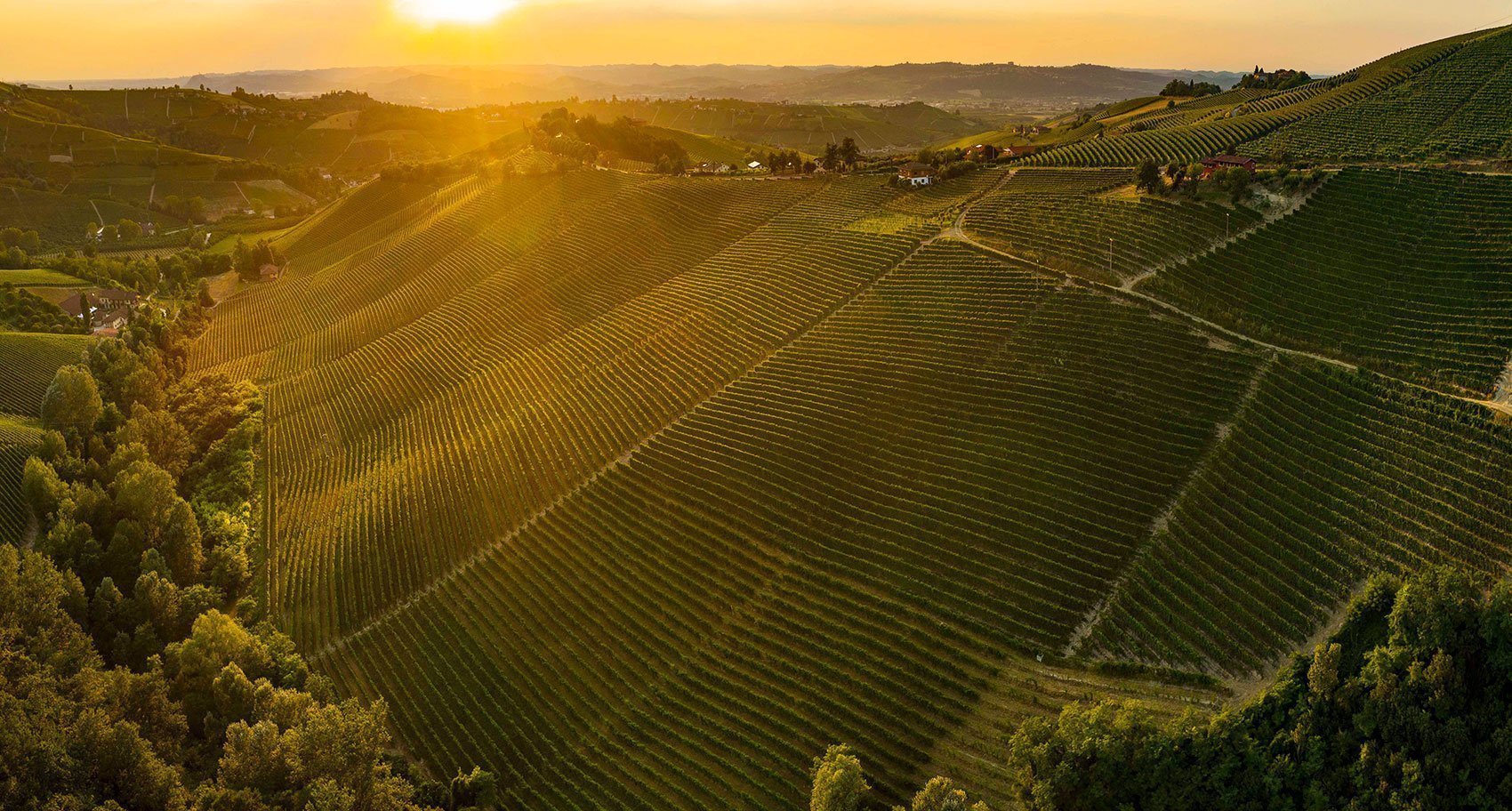 Vigna Giaia - Piazzo